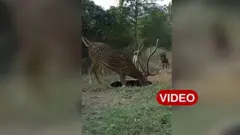జింకను తరిమిన కుక్కలు 