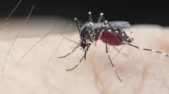 ม﻿าลาเรียแพร่โดยยุง