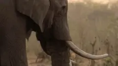 人気サイトで象牙製品が今も売られ……2009年に禁止されたが