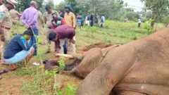 చనిపోయిన ఏనుగు