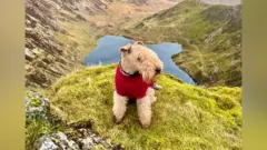 berti lejklandski terijer