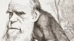 டார்வின், குரங்கு, மனிதன், குரங்கு மனிதன், பரிணாம வளர்ச்சி