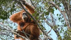 یک اورانگوتان روی درخت