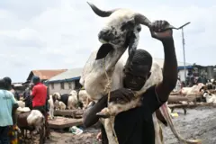 Dabbobi sun yi tsada a Najeriya bisa dalilai guda biyar.