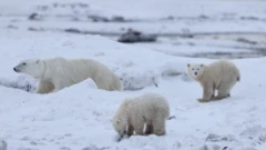 ध्रुवीय भालुका दुइटा बच्चा र एउटी माउ