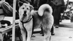 Hachiko