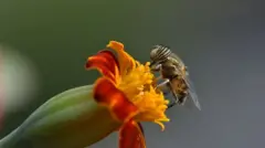 af