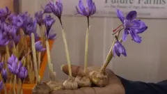 केसर