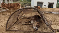 ગૌશાળાની અંદરની તસવીરો