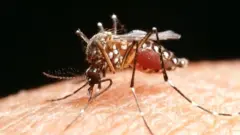 ਜ਼ੀਕਾ ਵਾਇਰਸ