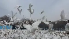 کوتره