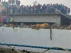 পিলিভিটের আটকোনা গ্রামের নতুন অতিথি।