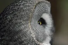 Cabeça de coruja-cinzenta