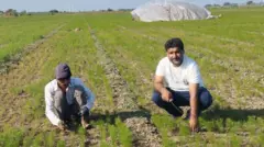 પોતાના જીરાના પાકમાંથી નિંદામણ દૂર કરી રહેલ ખેડૂત મેરગભાઇ આંબલિયા (જમણે)