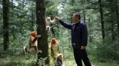 O professor Yang com macacos pendurados em árvore na floresta de Shennongjia.