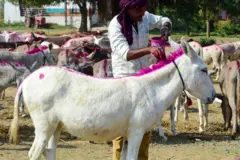 ગધેડાપાલન, ગુજરાતમાં ગધેડાઓ, બીબીસી ગુજરાતી