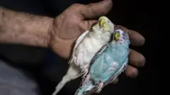 Burung mati
