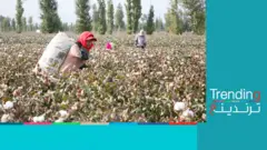 أقليات عرقية تجمع القطن من الحقول في مقاطعة شينجيانغ الصينية
