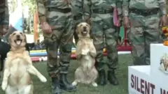 आर्मी डॉग