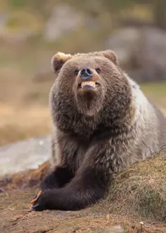 Um urso-pardo sorri para a câmera, exibindo um sorriso cheio de dentes.