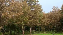 అడవిలో టేకు చెట్లు