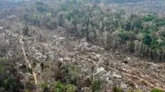 Imagem de árvores cortadas na Amazônia