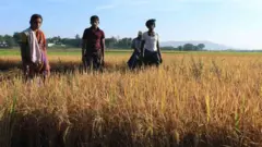 குறுவை பயிர் காப்பீடு