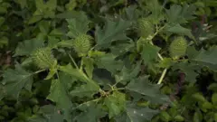 Datura leaves