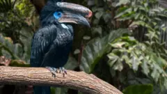 ሎንሊ ፕላኔት እንዳለው የላይቤሪያ ጥቅጥቅ ያለ ደን ለጎብኚዎች ጀባ የሚለው በርካታ ነገር አለው