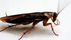 तुमच्या आणि आमच्या घरात आढळणारी झुरळं लाखो वर्षांपासून पृथ्वीवर फिरत आहेत.