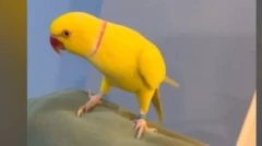 પોપટે ડ્રગ્સ રેકેટનો પર્દાફાશ કર્યો, જેલમાંથી ડ્રગ્સનું રેકેટ, યુકે, ભારતીય સંધૂ, લૅન્કશાયર, સજા