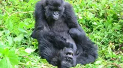 Dve gorile u zagrljaju na travi 