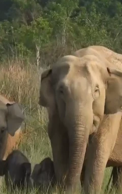 இரட்டை குட்டிகளை ஈன்ற யானை 