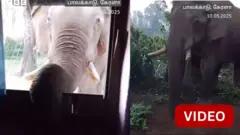 காட்டு யானை, கேரளா