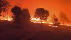 حرائق غابات وحيوانات مهددة بالانقراض في أستراليا