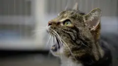 Кошка