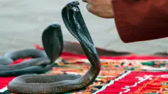 નાગ નાગણ