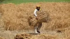گندم