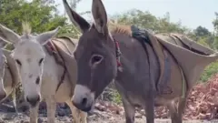 गाढव