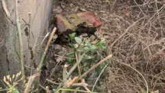 Oku eeyan ninu ile akọpati