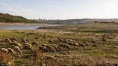 Baraj çevresinde otlayan koyunlar, 2023. 