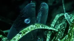 Peixe rodeado por pradarias marinhas