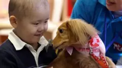 Pet dog