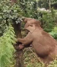ElephantJackfruit