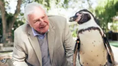 艾登堡爵士在倫敦動物園內觀看一隻洪保德環企鵝（BBC Studios 圖片）