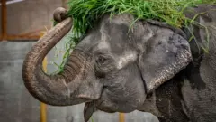 Mali Philippines elephant