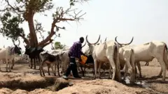 onye ọchịehị na ehi ya.