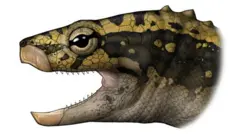 Ancient fossil turtle