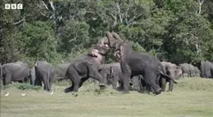 මහකනදරාවේ 'අලි වලිය'