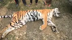 मारिएको बाघ